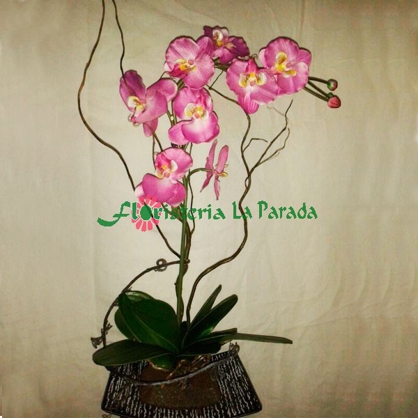 Orquidea Rosa 
