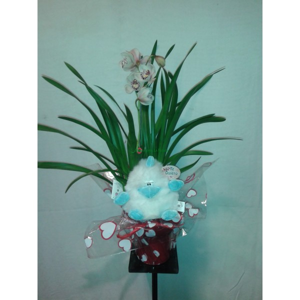 cimbidiun  con peluche nº1