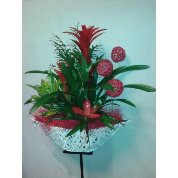 Cesta de Plantas  Nº5