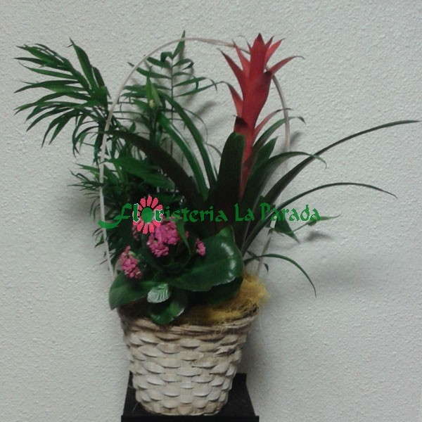 Cesta de Plantas  Nº4