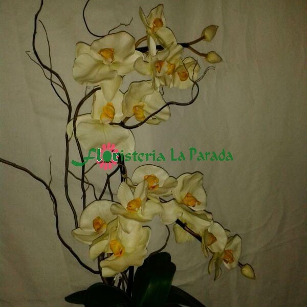 Orquidea Crema